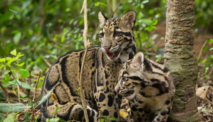 clouded leopard - ЛУДОСТ С ЕКЗОТИЧНИ КОТКИ: Арест в Майорка за зоопарк на черно!