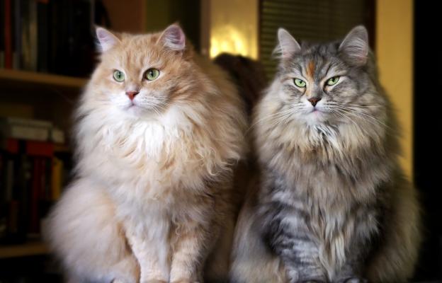 Сибирска котка