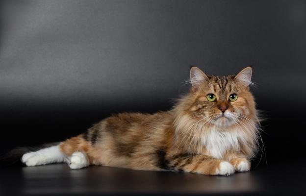 Сибирска котка