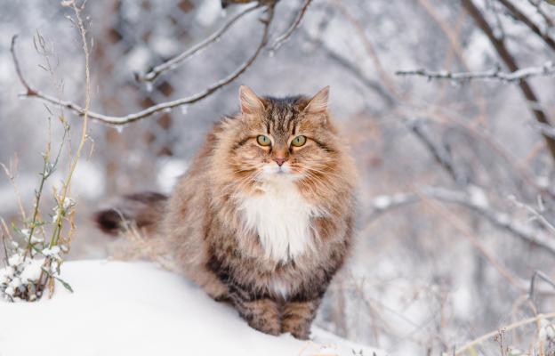 Сибирска котка