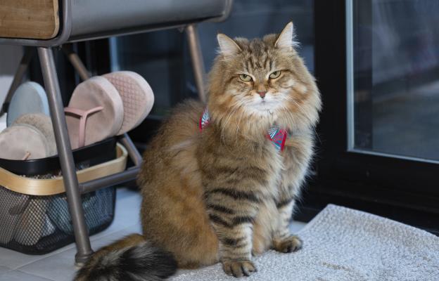 Сибирска котка