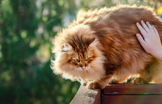 Сибирска котка