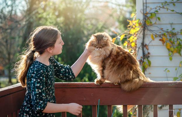 Сибирска котка