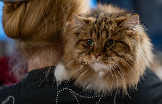 Сибирска котка