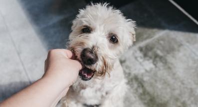 куче повръщане