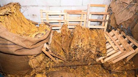 тютюнВарна