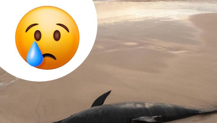 делфин - БРУТАЛНО: Делфинче с изтръгнати очи смрази хората! (СНИМКА 18+)