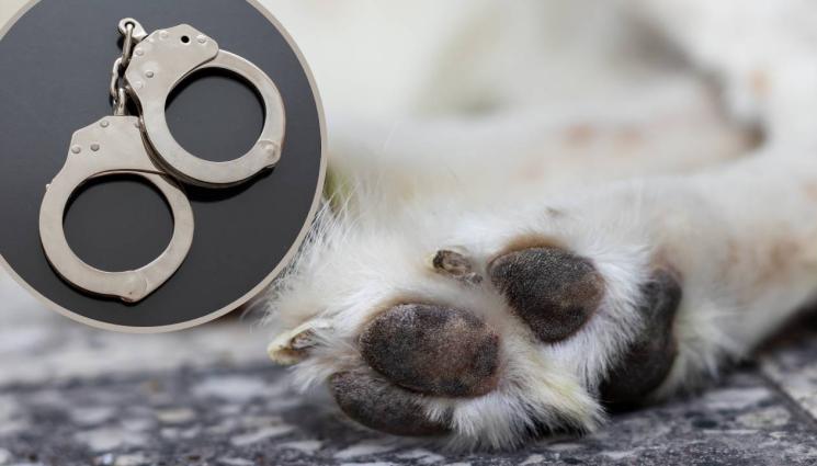 насилие кучета убийство арест