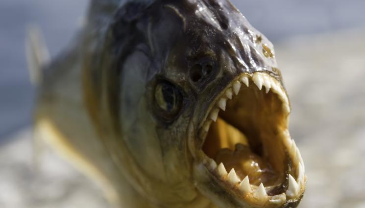 риба - ИСТИНСКИ ЗВЯР: Чудовищна риба отхапа пръст на курортист!