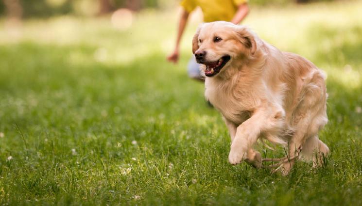 куче - НЕВЕРОЯТНО: Куче спаси изчезнало 2-годишно дете!