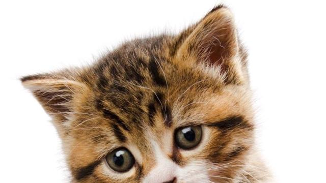 Щастлив край: След две седмици издирване намериха изгубена котка на летището в Сараево