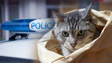 котка полиция