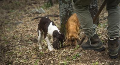 куче трюфели