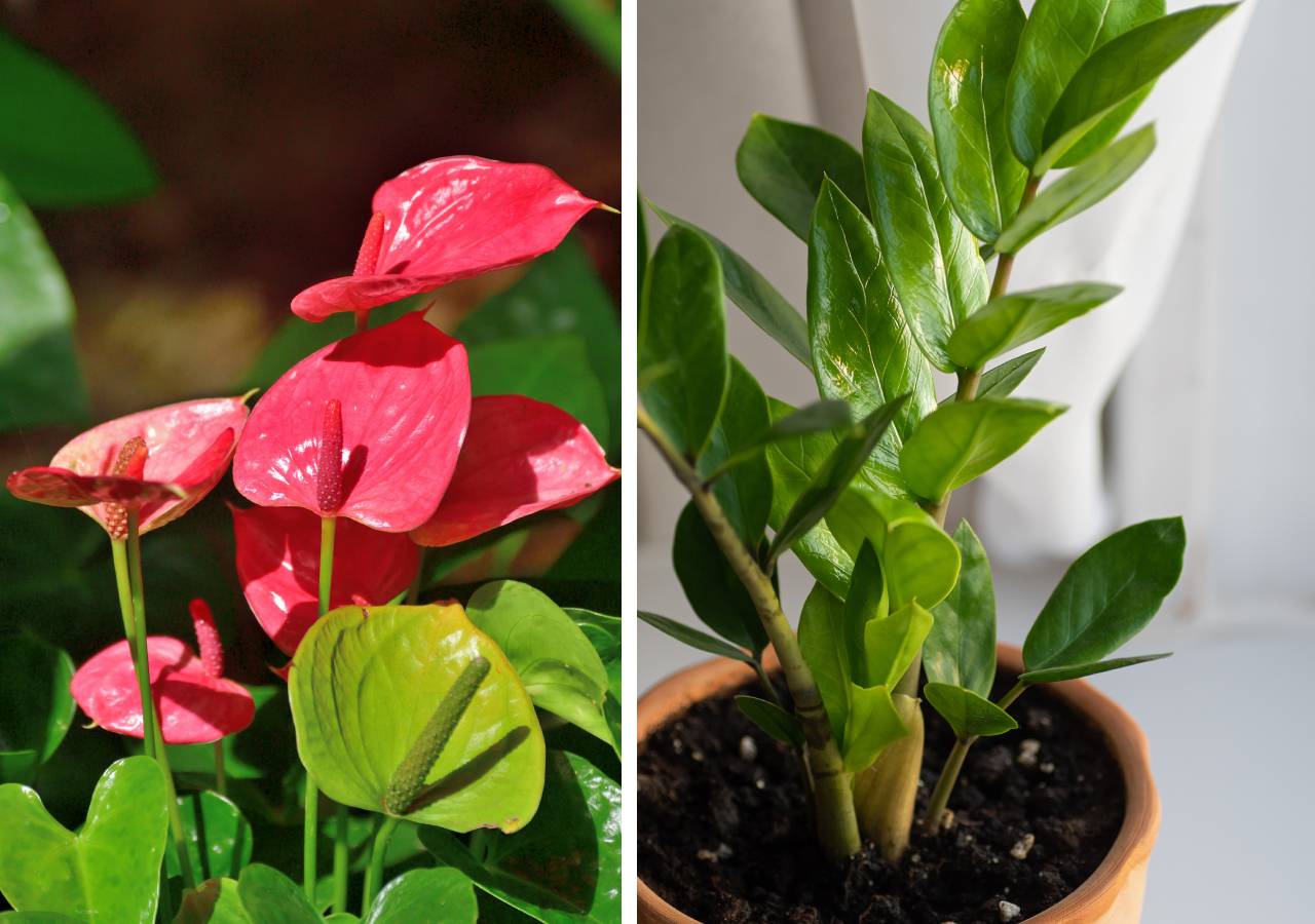 Антуриум и замиокулкас