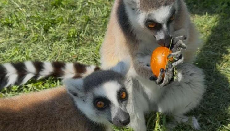 д - Великденски яйца похапнаха животните в зоопарка в Бургас (СНИМКИ)