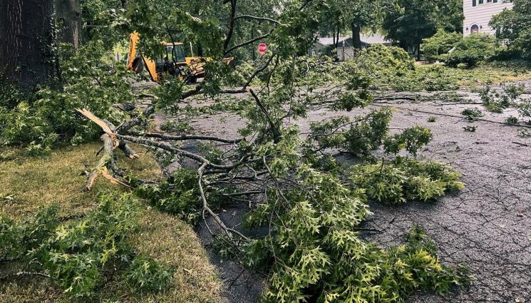 паднал клон - НА КОСЪМ ОТ ТРАГЕДИЯ: Голям клон падна върху жена в Пловдив