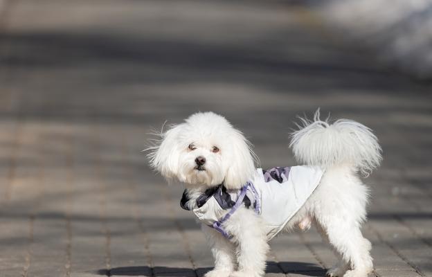 куче разгонено