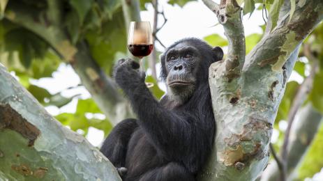 шимппанзе алкохол