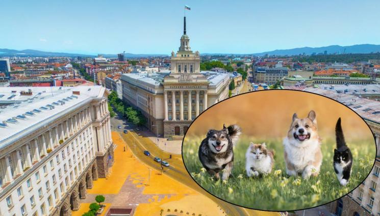 д - Внесоха в парламента промените в Наказателния кодекс за насилието над животни