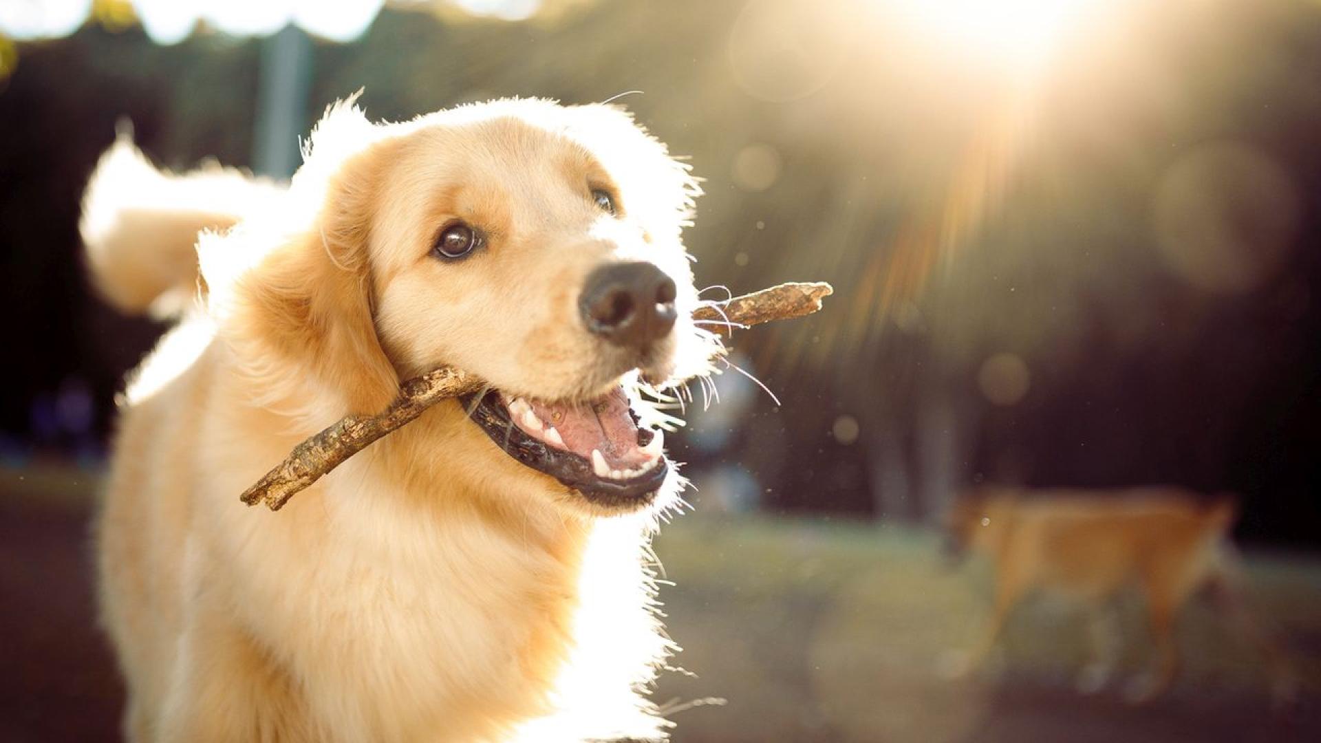 Много собственици на кучета считат че имат специална връзка с