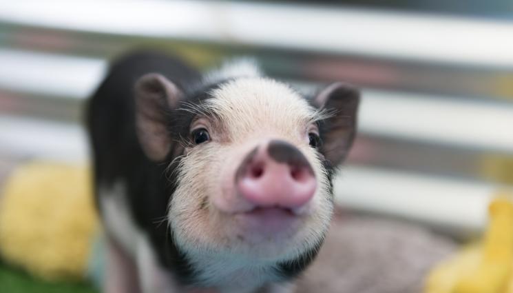 мини прасе - ПРАСЕШКИ УДАР: Рецидивист гепи три шопарчета от „Шилото“!