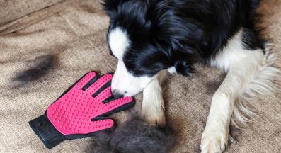 куче козината