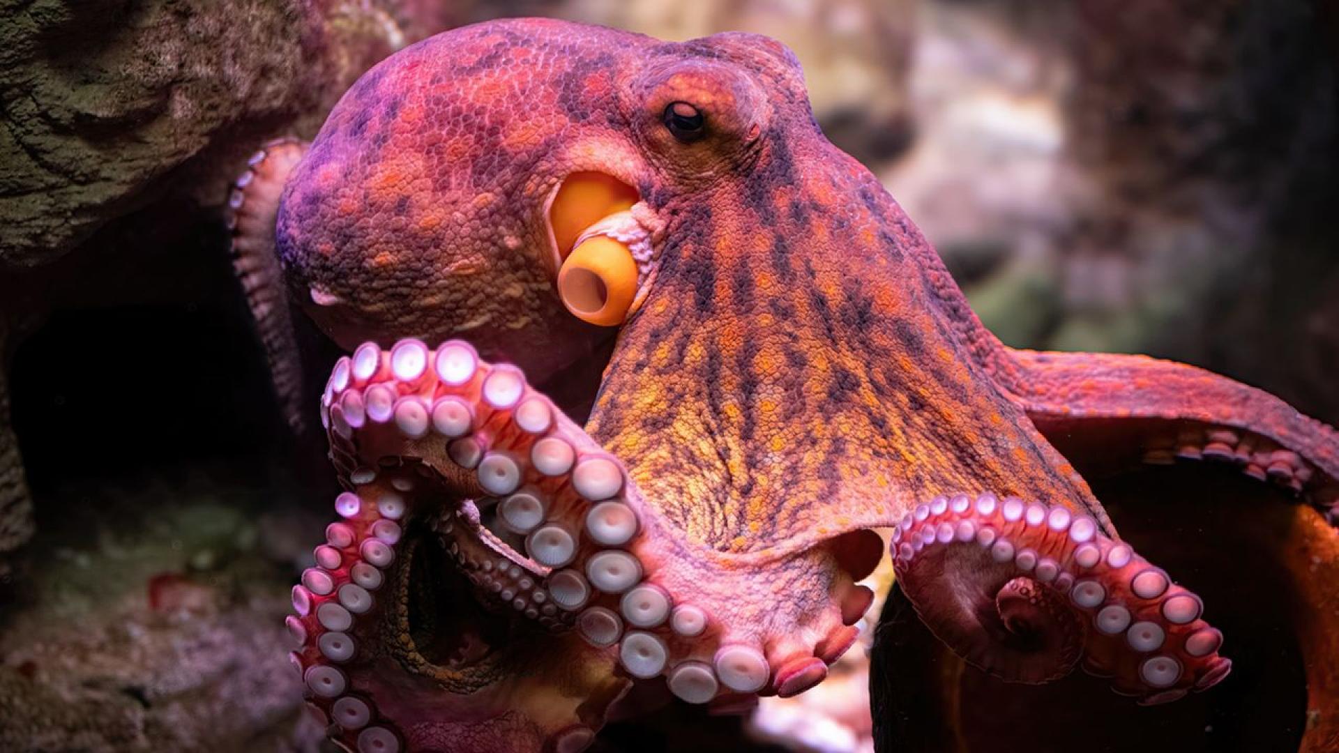 Обикновено си представяме мозъка като единен команден център – подобно