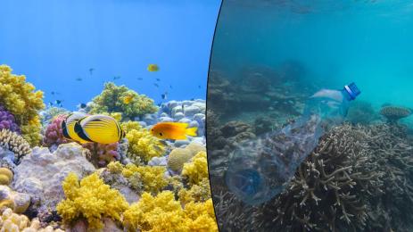 коралови рифове