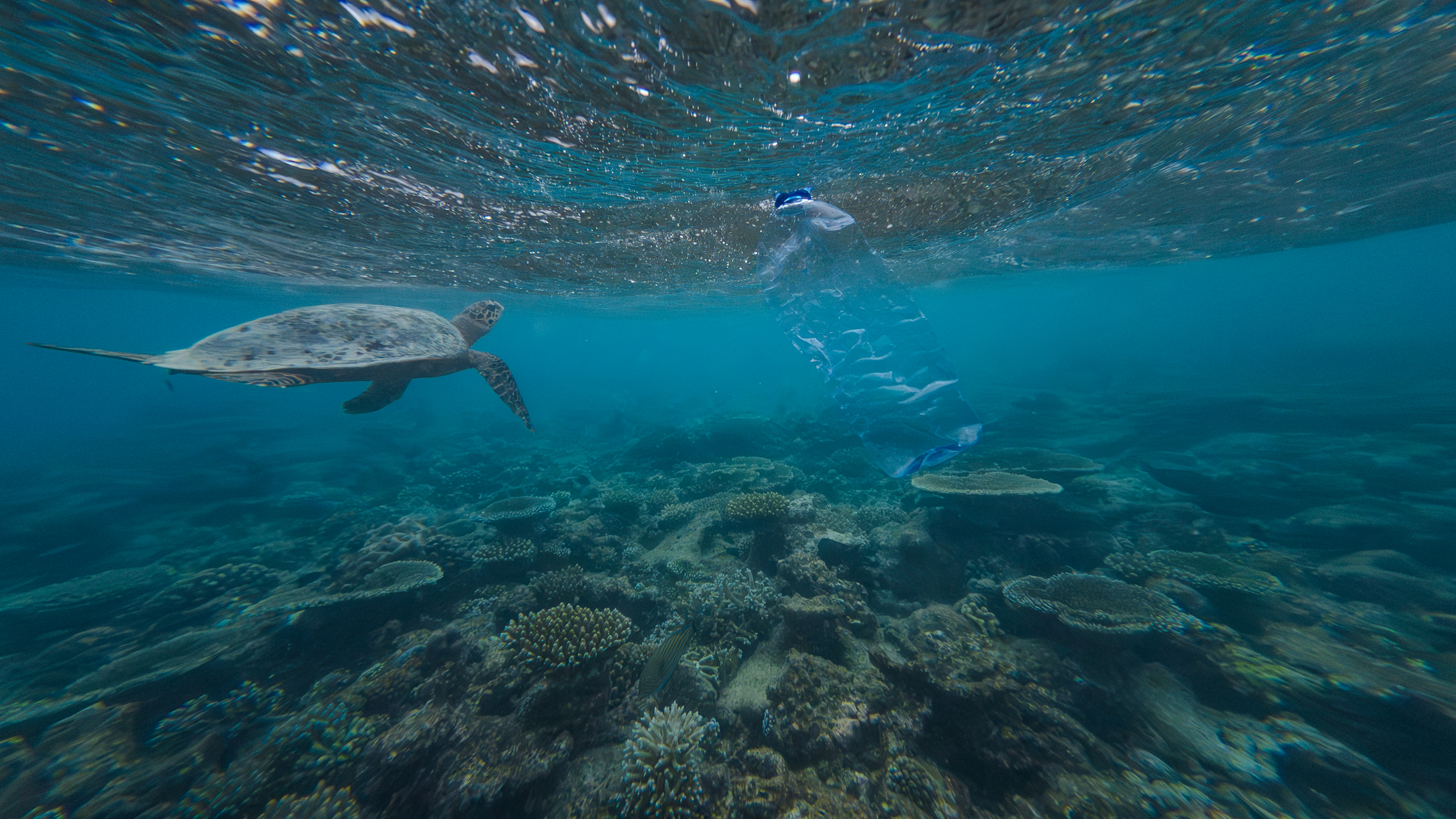 коралови рифове