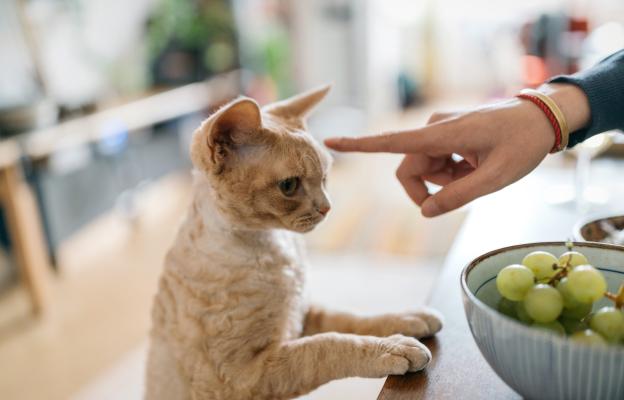 Домашна котка