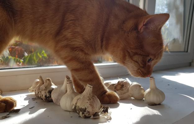 Домашна котка