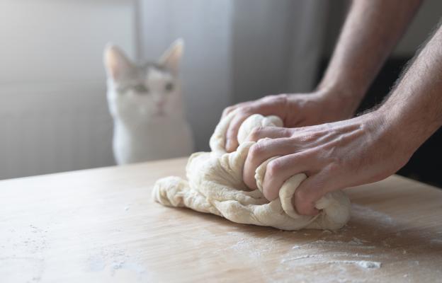 Домашна котка