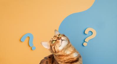 Котка и въпросителни знаци