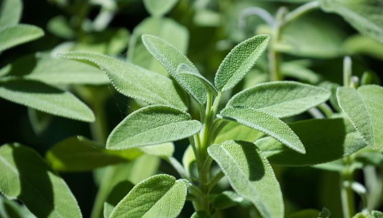 салвия - ЗЛАТНО ВРЕМЕ: Салвията е помощник на стомаха