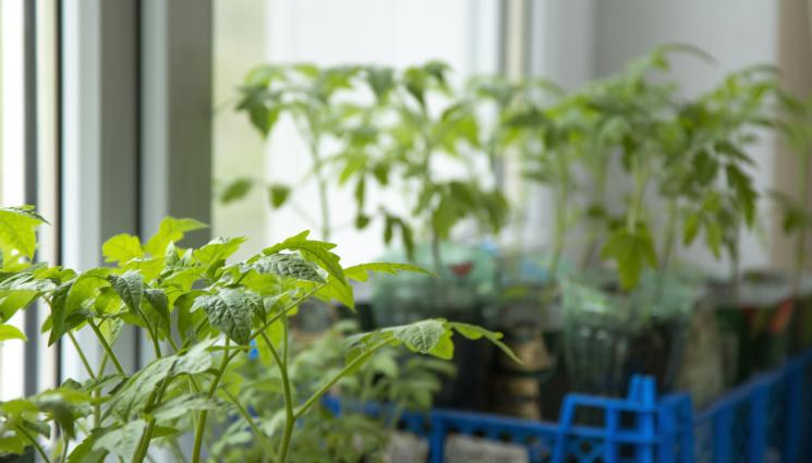 разсад - ПРАКТИЧНИ СЪВЕТИ: Подхранваме разсада от домати със златна вода