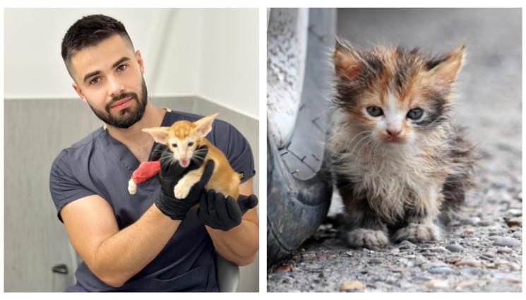 животни - Защо кастрацията е грижа, а не жестокост?