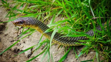 смок мишкар