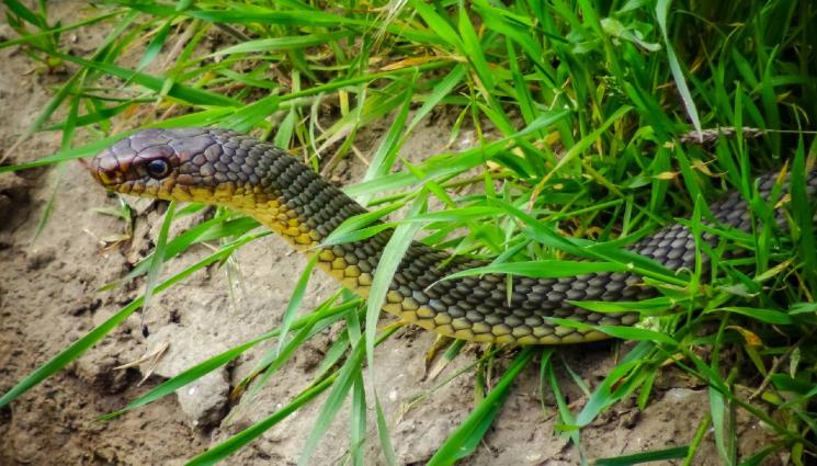 смок мишкар - ЗАПОЧНА СЕ: Змиите изпълзяха! (СНИМКА)