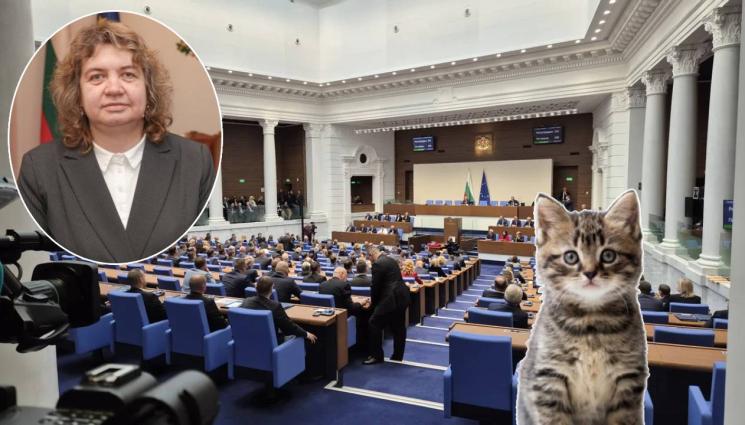 d - Наталия Киселова: Всичките ми студенти знаят, че съм от Казанлък, че съм от ЦСКА и че обичам котки (ВИДЕО)