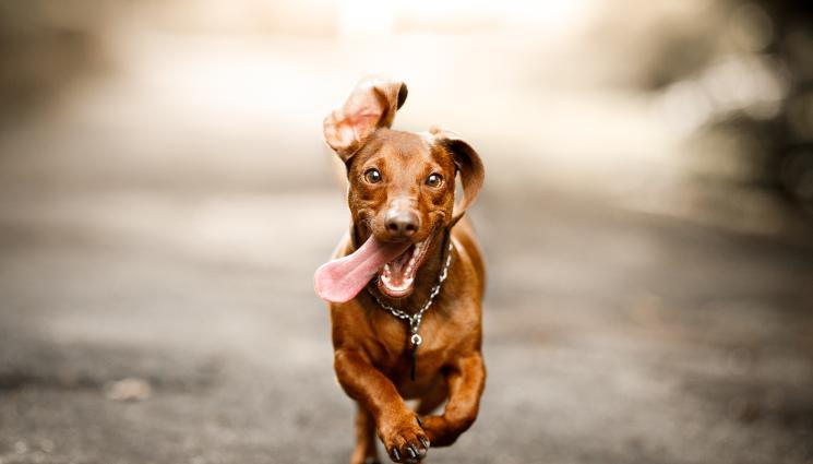 дакел куче - 529 ДНИ ПО-КЪСНО: Откриха избягал дакел