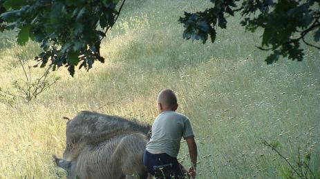 източнобалканска свиня