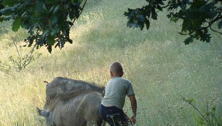 източнобалканска свиня - Агро Телеграф: Полша, Германия и Румъния искат БГ прасета „Черен ангел“