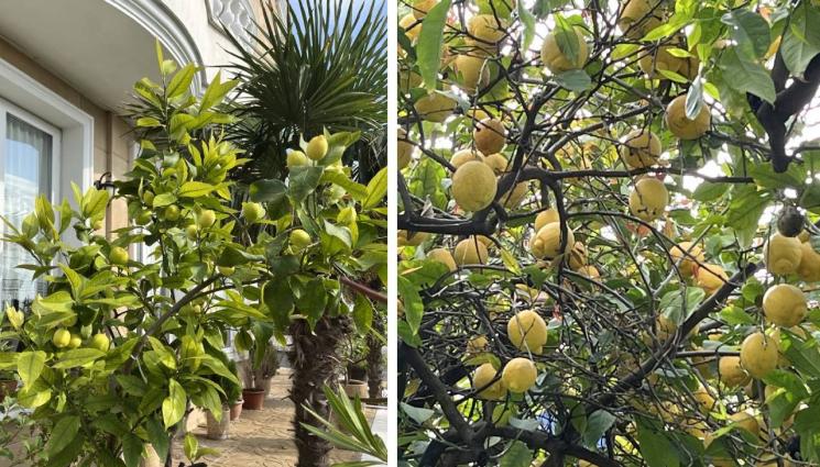 лимоново дръвче - Агро Телеграф: Давим акарите по лимона във вода