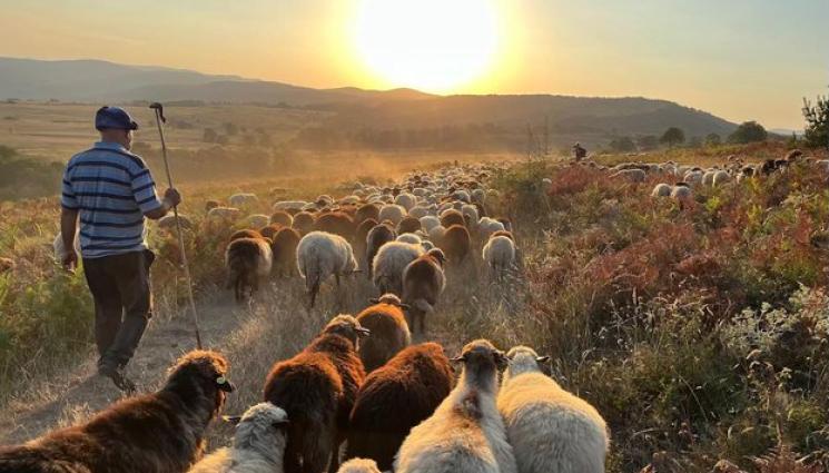 пасище - Агро Телеграф: ЮНЕСКО в защита на пасищата