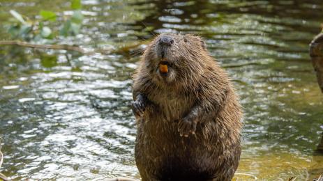 бобър