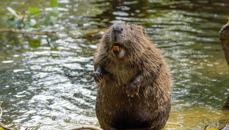 бобър - Бобри построиха язовир за часове! (ВИДЕО)