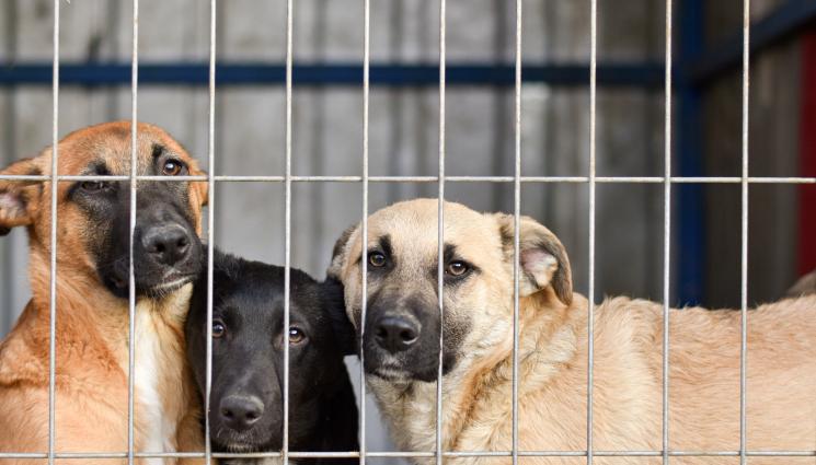 кучета - В ЦЕНТЪРА НА СОФИЯ: Жена държи 48 кучета в апартамент!