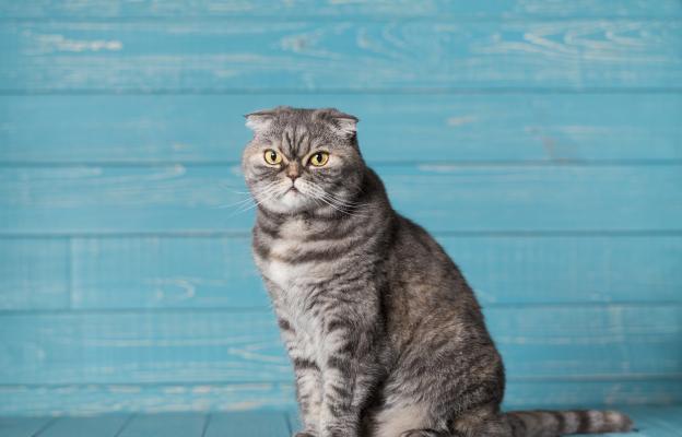 Шотландска клепоуха котка