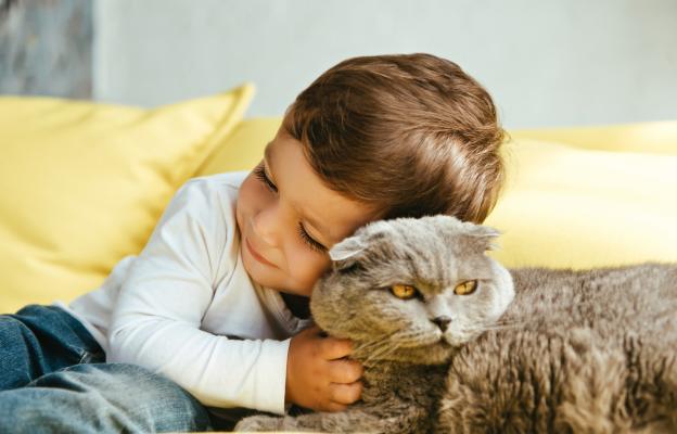 Шотландска клепоуха котка