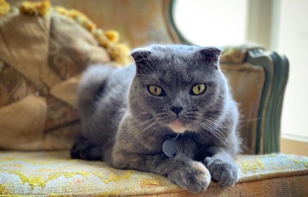 Шотландска клепоуха котка